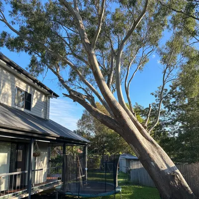 Before: Young gum crowding a new-estate yard, sectioned down, Werribee