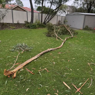 Before: Storm limb down after a westerly, Werribee