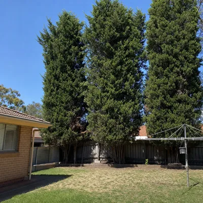 Before: Old river red gum dropping limbs on the plains, Werribee