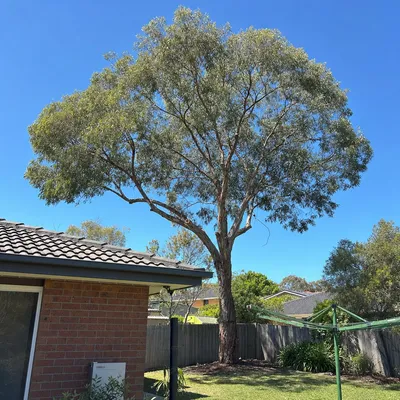 After: Crown lift over a driveway, Werribee