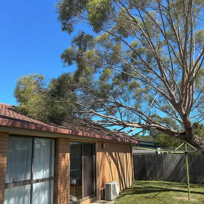Before: Crown lift over a driveway, Werribee