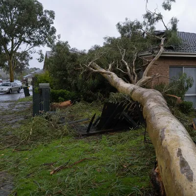 Emergency Tree Services Werribee